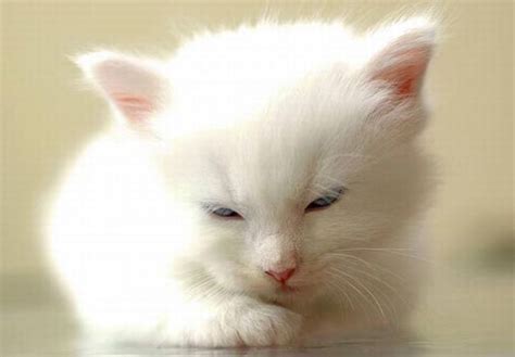 Cute White Kitten 8 Pics