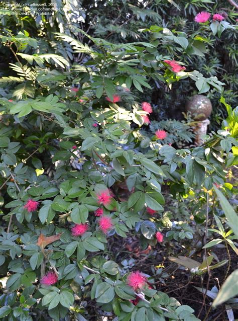 Plantfiles Pictures Calliandra Pompon Powder Puff Tree Red