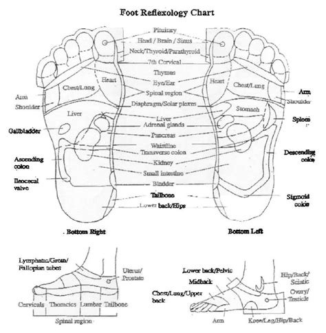 Reflexology Map Of The Feet