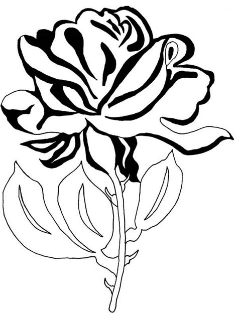 Beautiful Rose Flower For You Coloring Page Netart
