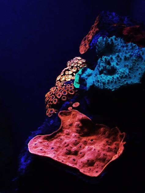 Rainbow Of Fluorescent Corals Found—why Do They Glow Red Sea Deep