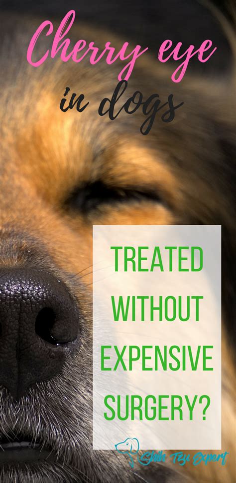 How To Treat Dog Eye Infection Naturally