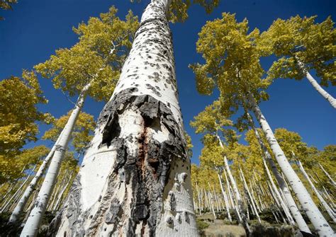 Utahs Pando Aspen Grove Is The Most Massive Living Thing Known On