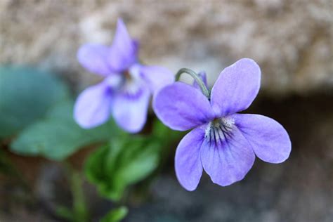 Wild Purple Violets With Stone Wall Background Photograph By Snezana