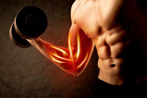 How Long Does It Take To Build Muscles A Basic Guide To Follow