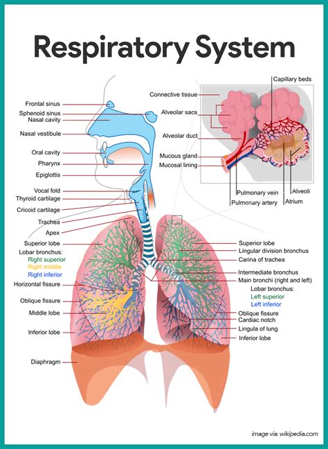Respiratory System Anatomy And Physiology Nurseslabs Respiratory