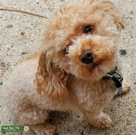 Teacuptoy Poodle Stud Dog In Georgia The United States Breed