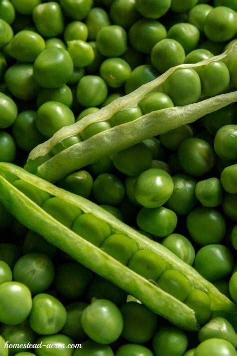 How To Grow Peas Growing Peas Peas English Peas
