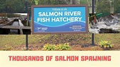 Salmon Spawning (SALMON RIVER FISH HATCHERY) - YouTube