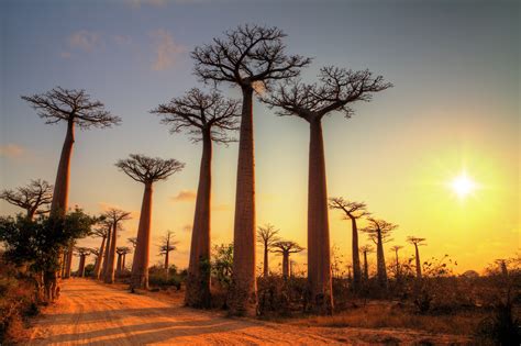 Baobab fruit (adansonia digitata) is a large african native with a smooth and shiny trunk, thick, wide branches and a girth that can compete with its height. Baobab Trees: Drink Baotic - The Tree of Life, Ancient ...