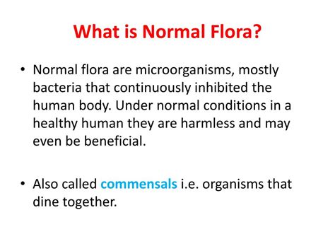 Ppt Normal Flora Powerpoint Presentation Free Download Id1957631