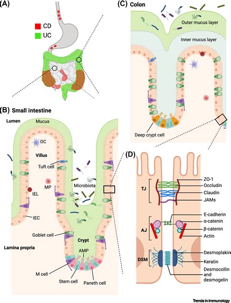 Mirna Effects On Gut Homeostasis Therapeutic Implications For