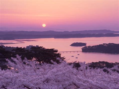 Cherry Blossoms At Sunset Matsushima Miyagi Prefecture Japan