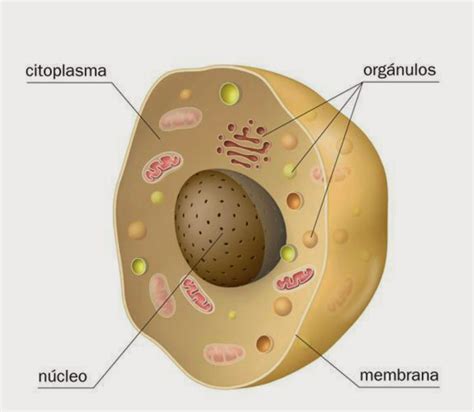La Célula Partes De La Célula