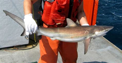 5 Common Sharks Found Along The East Coast National