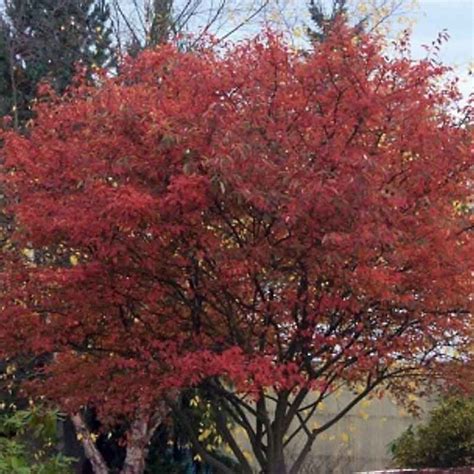 Amelanchier Autumn Brilliance Serviceberry Tidewater Trees