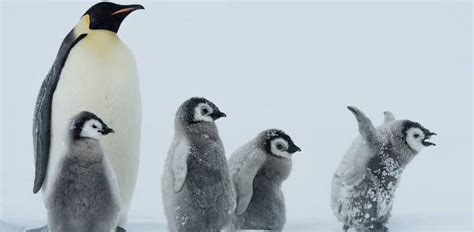 Pinguini Imperatore Album Di Famiglia In Antartide Io Donna