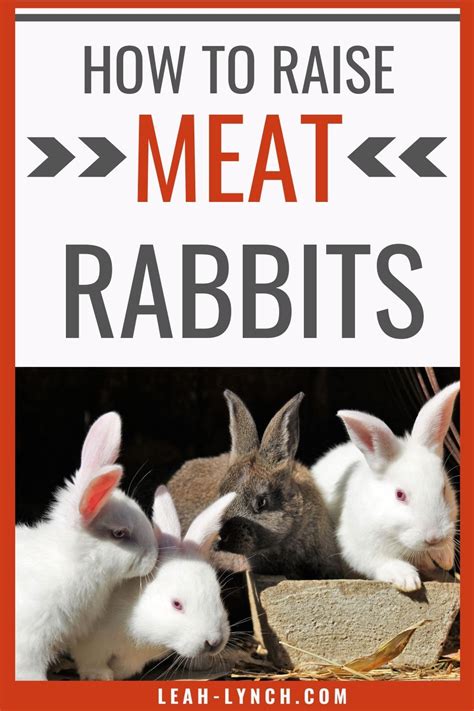 how to raise meat rabbits in your home