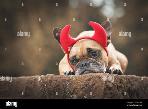 Cute French Bulldog Dog Wearing Halloween Costume With Red Devil Horns