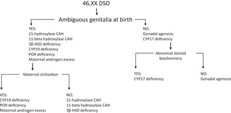 Disorders Of Sexual Development Oncohema Key