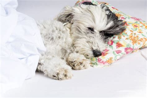 Dog Sleeping On A Pillow Stock Image Image Of Happy 53132135