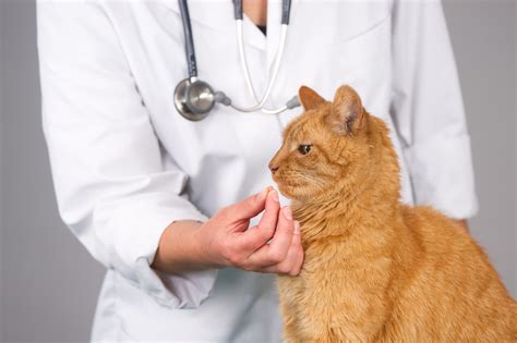 So weiß sie genau, wann sie. Katze entwurmen - Smart-Animals