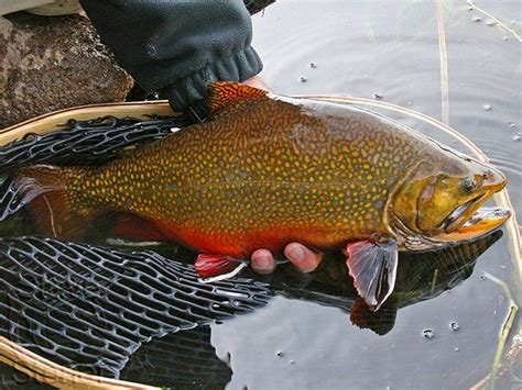 The Definitive Guide To Boulder Mountain Brook Trout Fish Trout