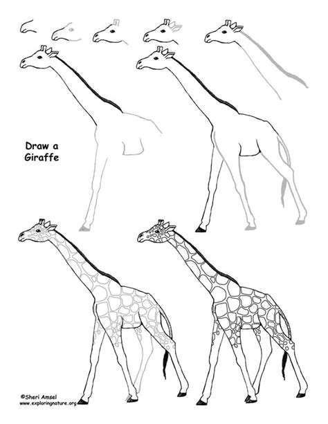 When you draw a creature, an animal or a fantastic being, the background is not that important. Giraffe Drawing Lesson