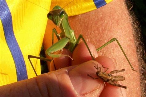 Praying Mantis Kills Hummingbird Video