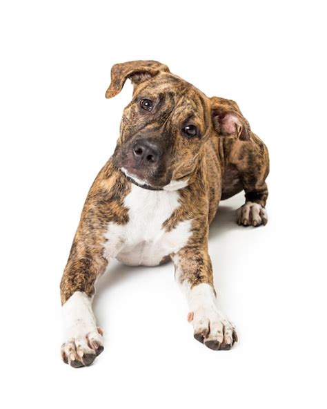 Premium Photo Brindle Boxer Puppy Lying Tilting Head