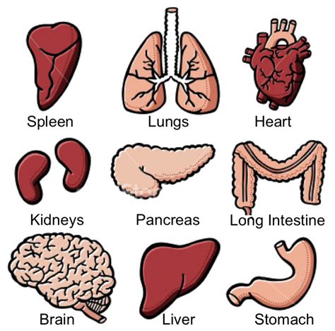 Human Body Function Anatomy Biological System Organ System Png Clipart