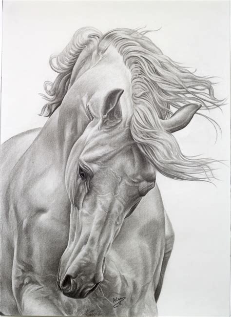 My Work Mustafa Aslan Equine Art Pencil Drawings Horse