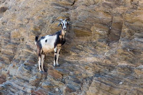 Watch This Goat Speed Run A Nearly Vertical Mountain Like Its Nothing