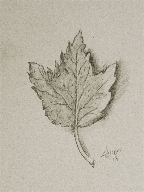 Artist Adron Pencil Sketch Of Wilted Autimn Leaf