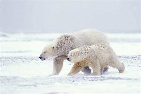 Female Polar Bear With Cub Walking Photograph By Steven J Kazlowski Ghg