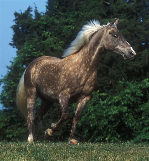 The Most Beautiful Horse Breeds Around The World Pethelpful