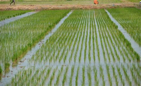 Nigeria Rice Farmers In South South Strategises To Boost Production
