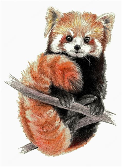 Schizzo A Colori Panda Rosso Sullalbero Su Sfondo Bianco Disegno A