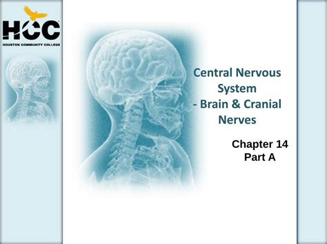 Pdf Central Nervous System Brain Cranial Nerves Dokumen Tips Hot Sex
