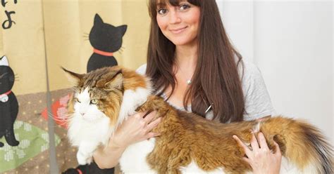 Samson The Cat Billed As Largest Feline In New York At 28 Pounds 4 Feet