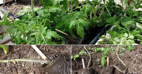 Trench Tomato Planting How To Plant Tomato Horizontally