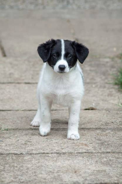 Premium Photo Portrait Of A Small Black And White Puppy