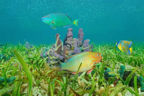 Marine Life On Seabed Colorful Fish Caribbean Sea Stock