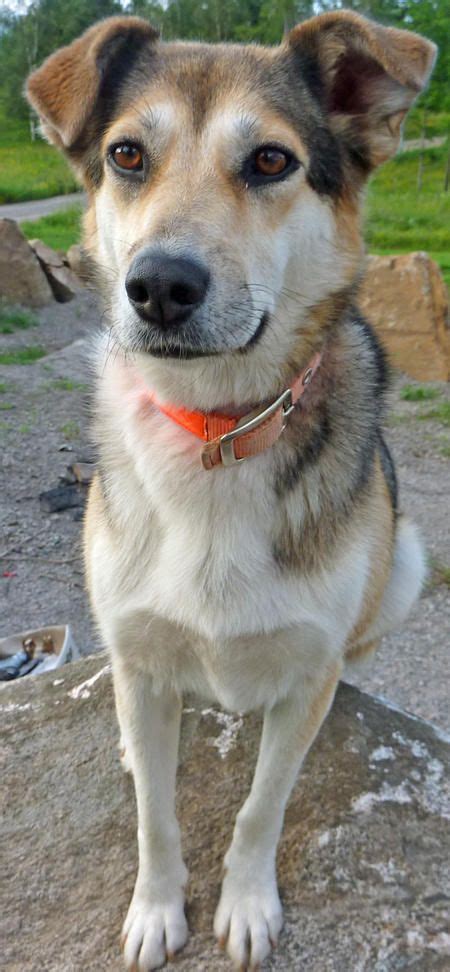 The german shepherd husky mix can be a fierce protector with lots of endurance at first glance. German Shepherd Golden Retriever Siberian Husky Mix