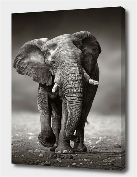 African Elephant Bull Canvas Print By Johan Swanepoel Numbered