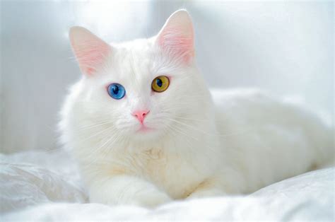 Worlds Most Popular Cat Breeds Daily Sabah
