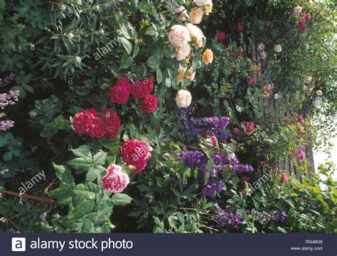 Pink And Cream Shrub Roses In Border With Blue Delphiniums Stock Photo