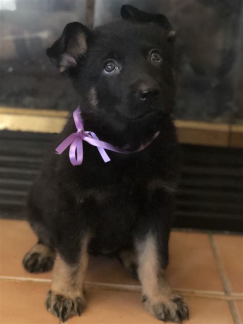 Bringing home a new german shepherd puppy takes lots of planning ahead of depending on which german shepherd puppy you choose you're easily going to share your life with this new addition for 8 years or more. German Shepherd Puppies For Sale | Tempe, AZ #319194