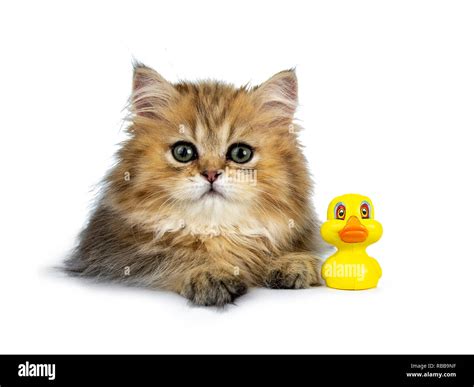 Cute Golden British Longhair Cat Kitten Laying Down Facing Front
