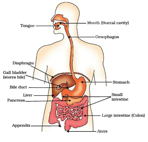 Labelled Diagram Of Human Digestive System - Easy Steps to Draw Human Digestive System [Class 10 NCERT] Write down